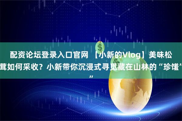 配资论坛登录入口官网 【小新的Vlog】美味松茸如何采收？小新带你沉浸式寻觅藏在山林的“珍馐”